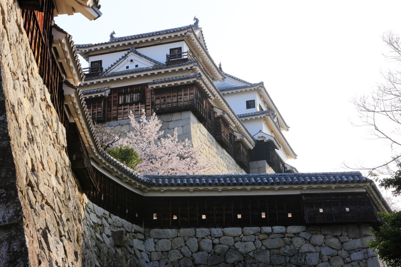 松山城(＋桜、愛媛県松山市)_3イメージ１