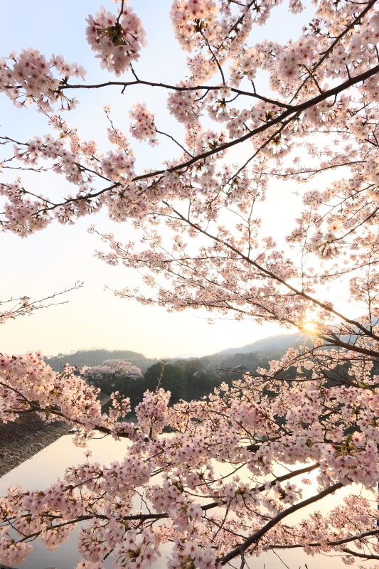 戸川ダム公園の桜(香川県三豊市)イメージ１