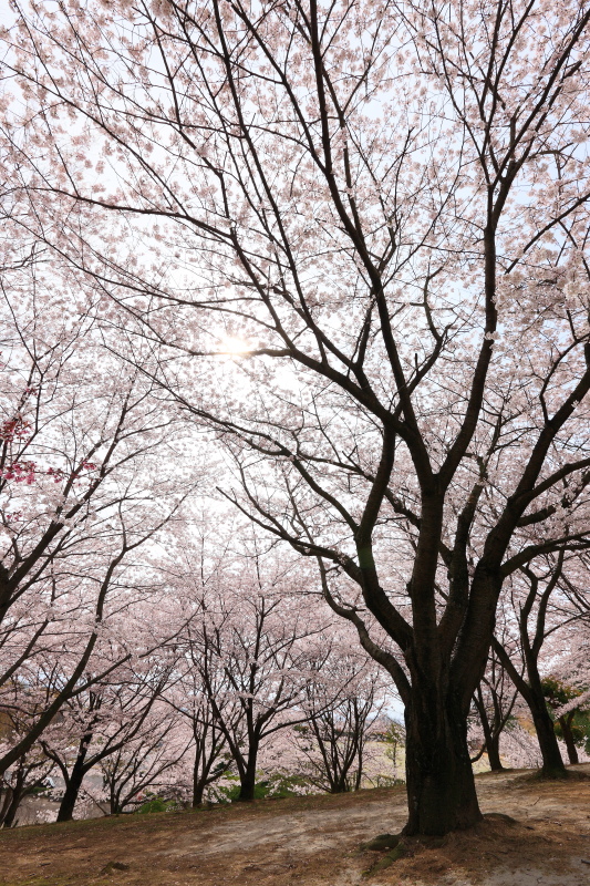不動の森カントリーパークの桜(香川県三豊市)イメージ１
