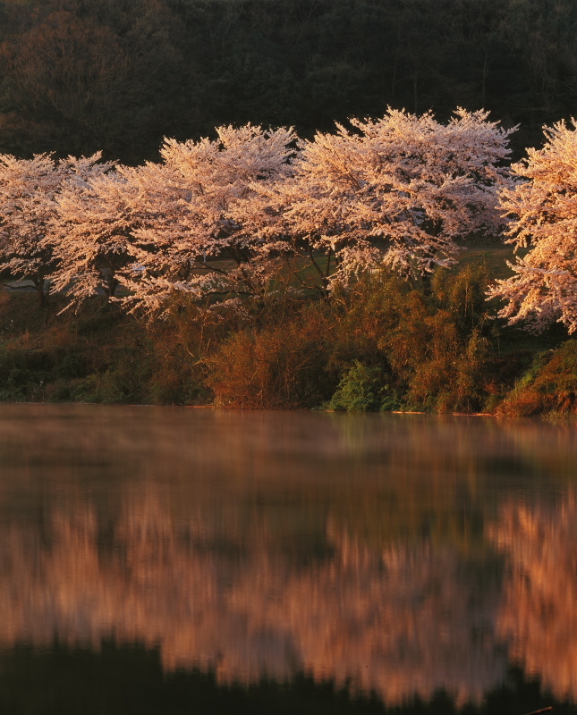 玉川ダムの桜(愛媛県今治市)イメージ１