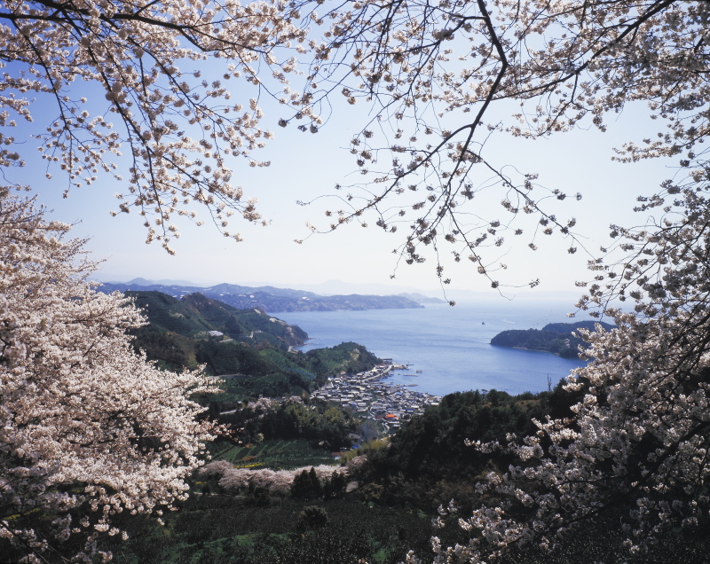 野福峠の桜(愛媛県西予市)イメージ１