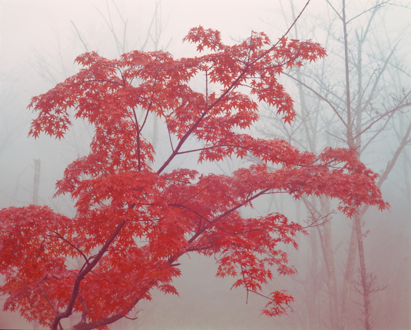 霧の中の紅葉(愛媛県大洲市)イメージ１