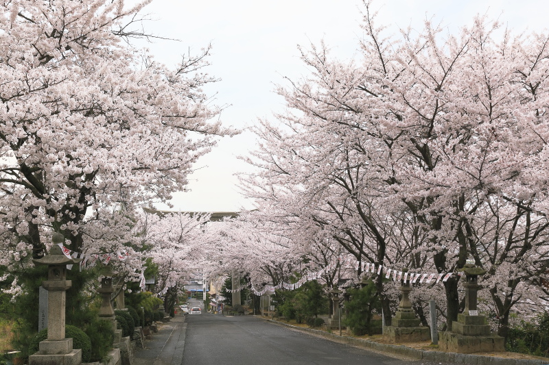 石鎚神社_桜 (愛媛県西条市)イメージ１
