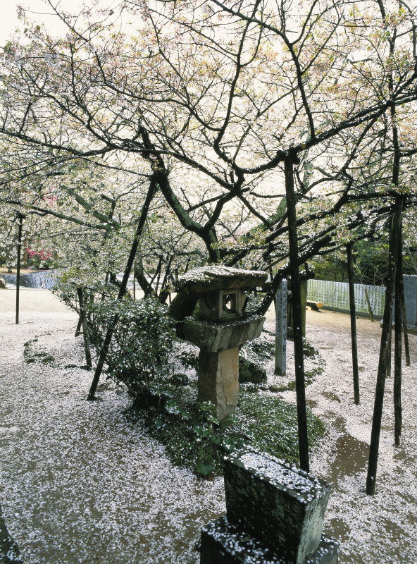 うば桜 (大宝寺、愛媛県松山市)イメージ１