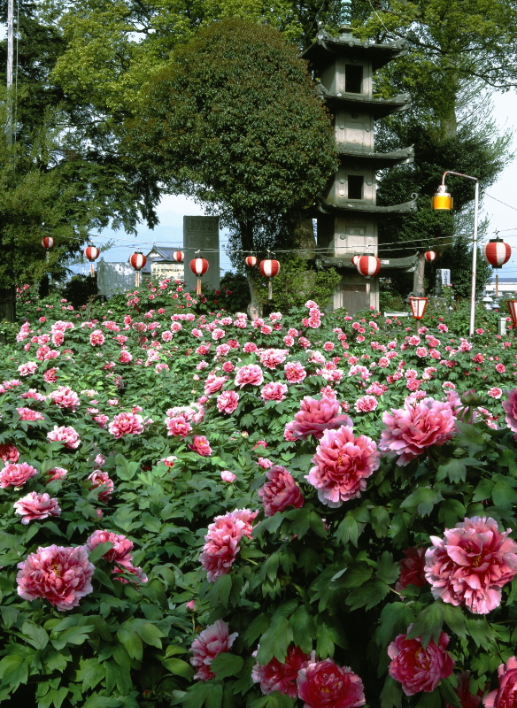 法安寺 ボタン (愛媛県西条市)イメージ１