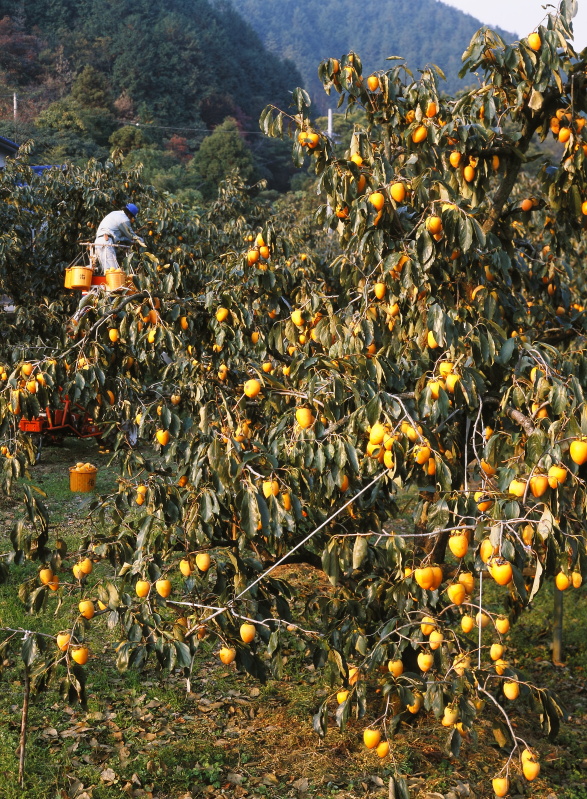 あたご柿収穫 (愛媛県西条市)イメージ１