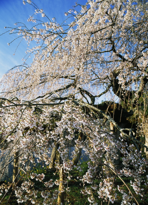 しだれ桜 (愛媛県内子町 東)イメージ１