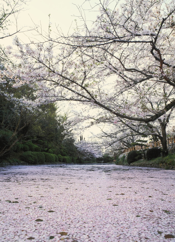 道後公園の桜 (愛媛県松山市)イメージ１