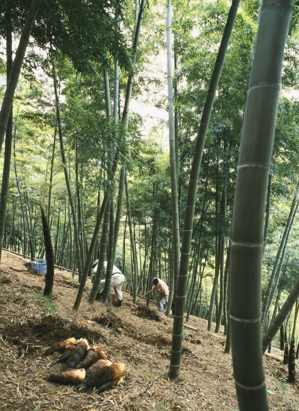 竹林・タケノコ掘り (愛媛県松山市)イメージ１
