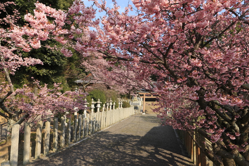 薄紅寒桜(三島神社、愛媛県松山市吉藤)イメージ１