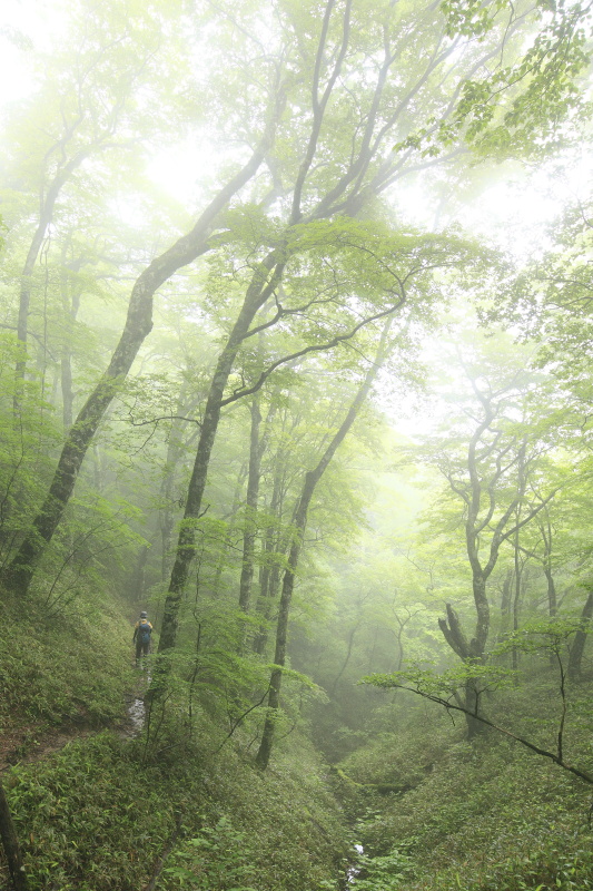 森林を歩く_春(皿ヶ嶺登山道、愛媛県東温市)_2イメージ１