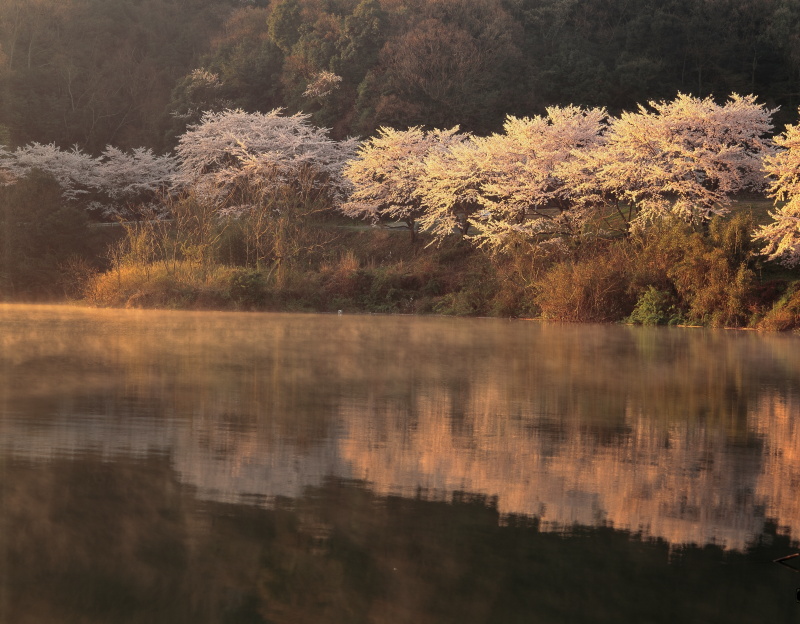 湖面に映る桜_春(愛媛県今治市)イメージ１