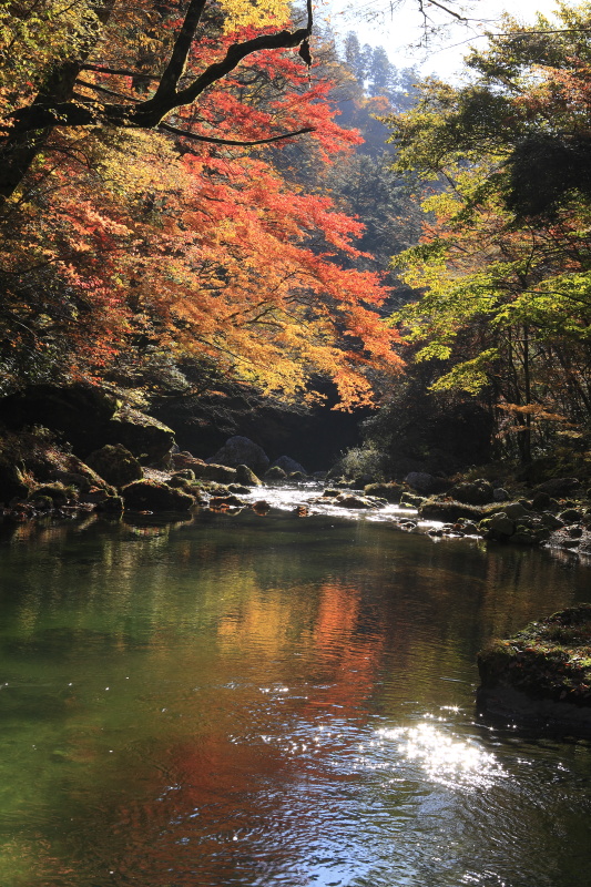 小田深山の紅葉_11月(愛媛県内子町)_1イメージ１