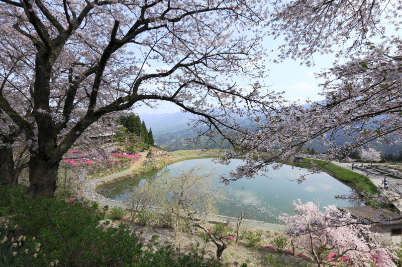尾首の池の桜(愛媛県内子町)イメージ１