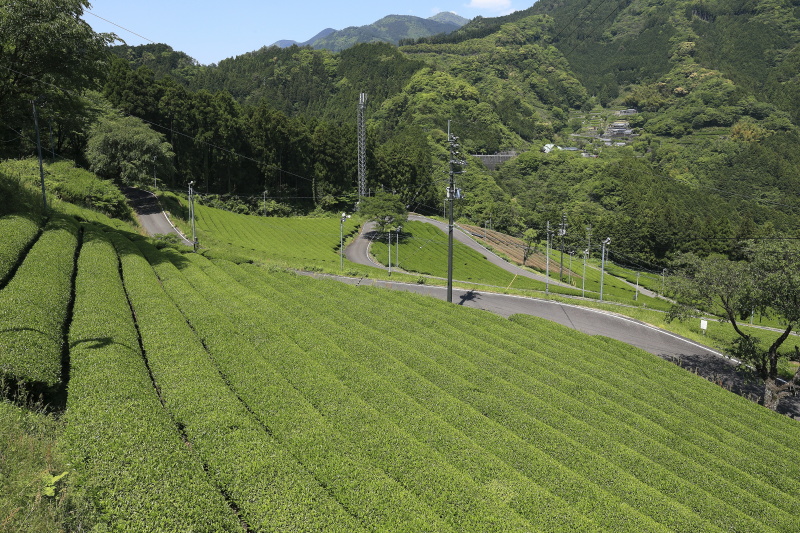 布施ヶ坂の茶畑と『ツノトゥク』_5月(高知県津野町)イメージ１