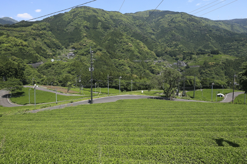 布施ヶ坂の茶畑と『ツノトゥク』_5月(高知県津野町)イメージ２