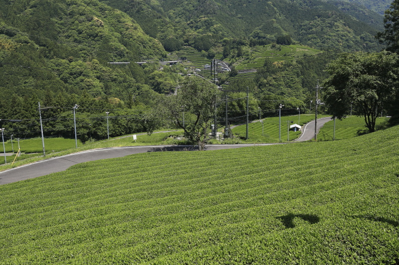 布施ヶ坂の茶畑と『ツノトゥク』_5月(高知県津野町)イメージ３