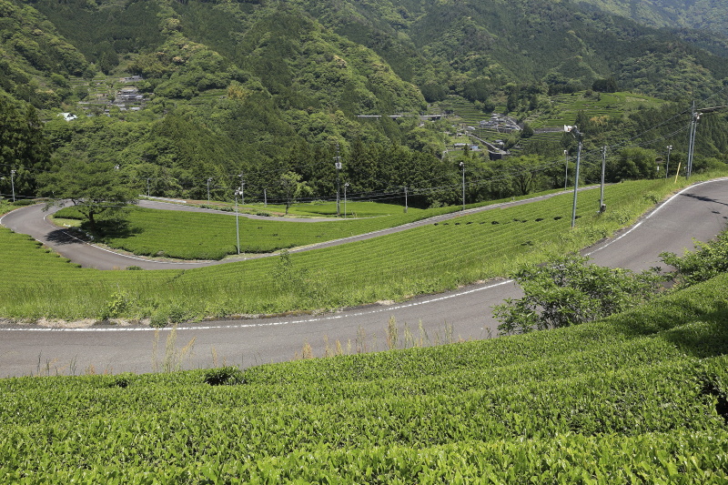 布施ヶ坂の茶畑と『ツノトゥク』_5月(高知県津野町)イメージ６