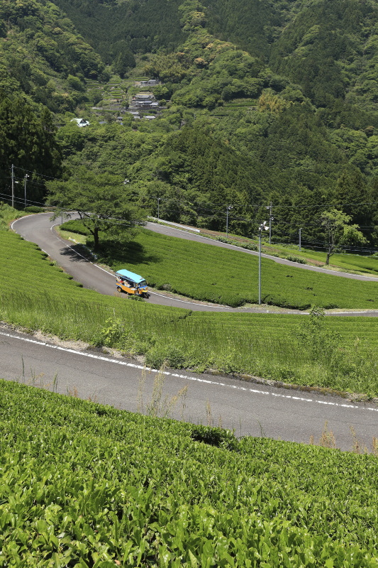 布施ヶ坂の茶畑と『ツノトゥク』_5月(高知県津野町)イメージ１２