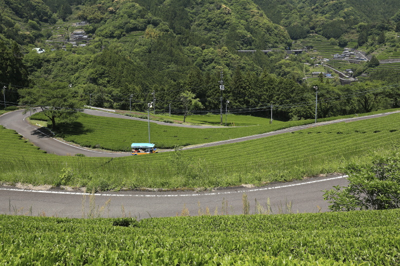布施ヶ坂の茶畑と『ツノトゥク』_5月(高知県津野町)イメージ１３