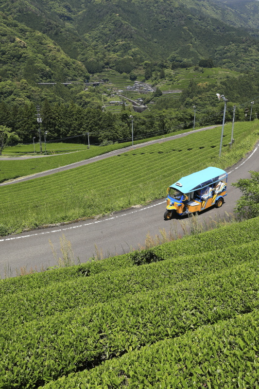 布施ヶ坂の茶畑と『ツノトゥク』_5月(高知県津野町)イメージ１４
