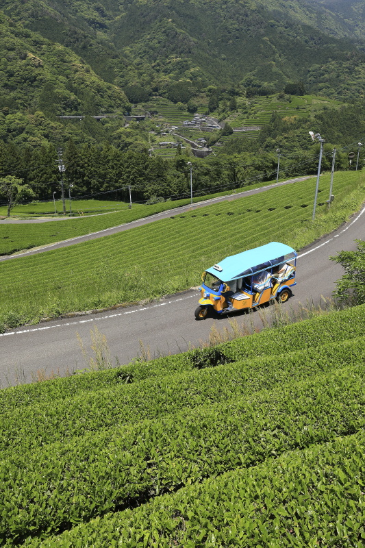 布施ヶ坂の茶畑と『ツノトゥク』_5月(高知県津野町)イメージ１５