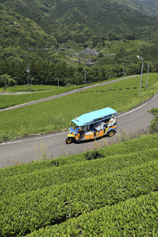 布施ヶ坂の茶畑と『ツノトゥク』_5月(高知県津野町)イメージ１６