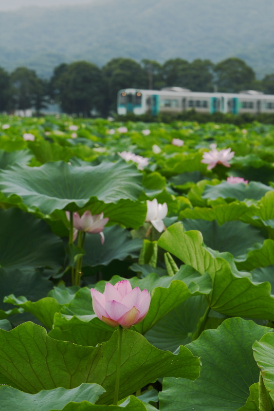 ハスの花 レンコン畑 と列車 7月 徳島県鳴門市 大本写真事務所