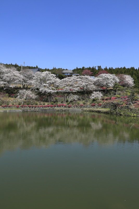 尾首の池の桜_4月(愛媛県内子町)イメージ３