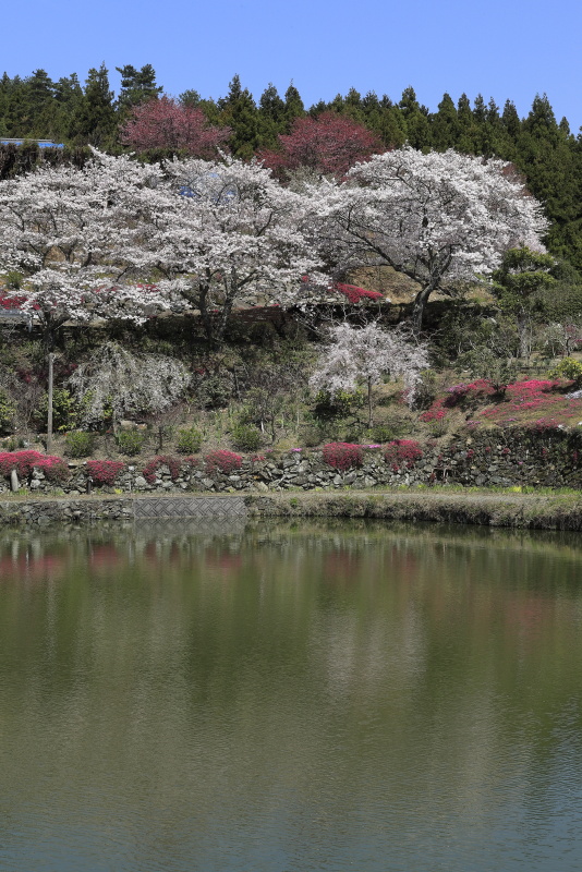 尾首の池の桜_4月(愛媛県内子町)イメージ４