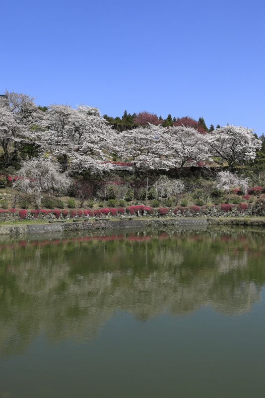 尾首の池の桜_4月(愛媛県内子町)イメージ６