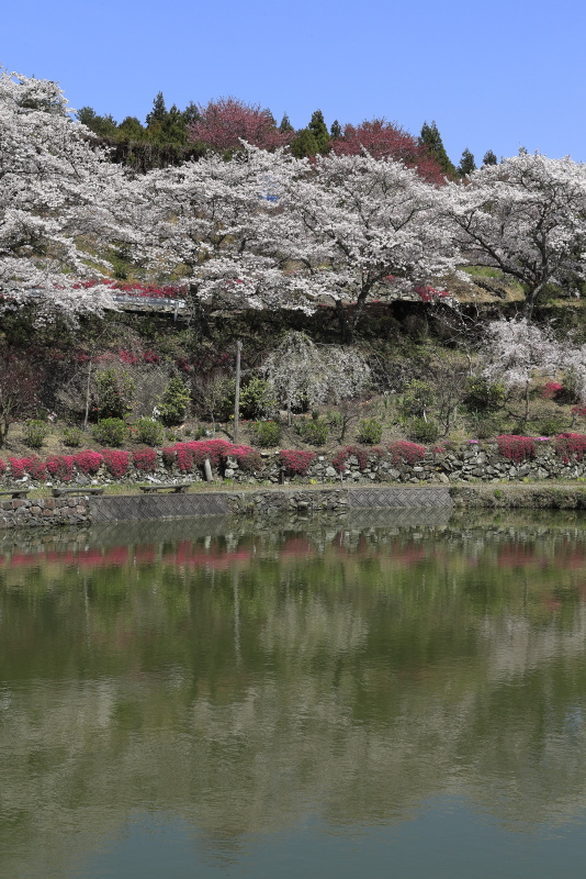 尾首の池の桜_4月(愛媛県内子町)イメージ７