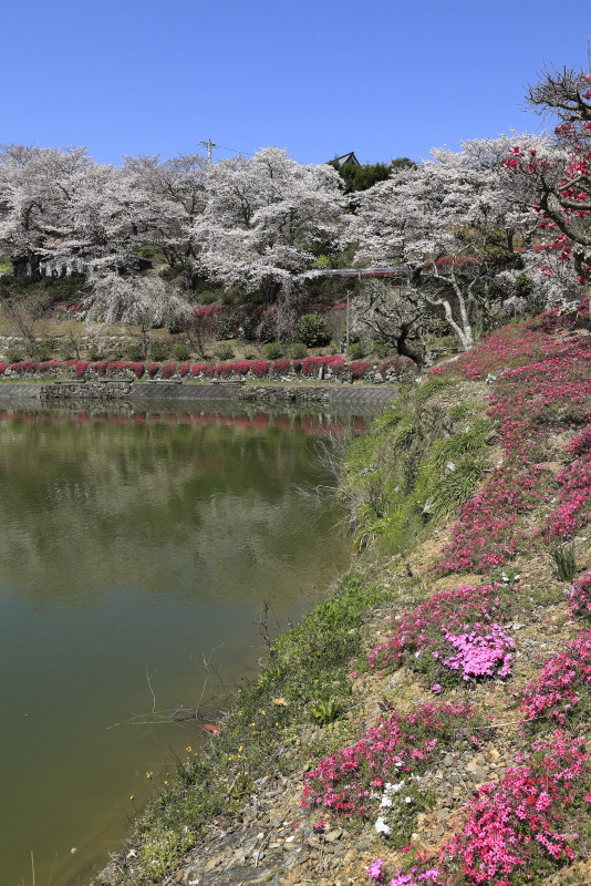 尾首の池の桜_4月(愛媛県内子町)イメージ１０