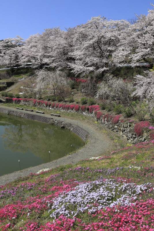 尾首の池の桜_4月(愛媛県内子町)イメージ１１