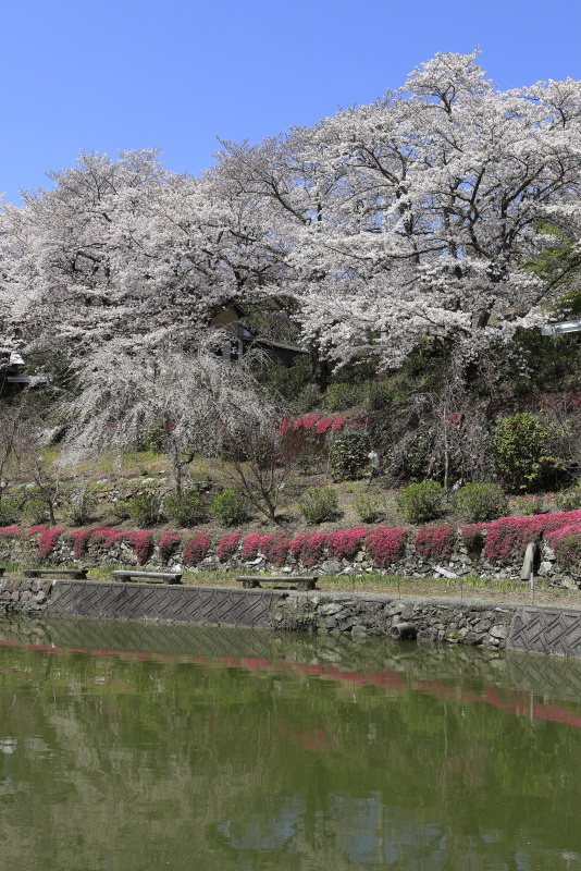 尾首の池の桜_4月(愛媛県内子町)イメージ１２