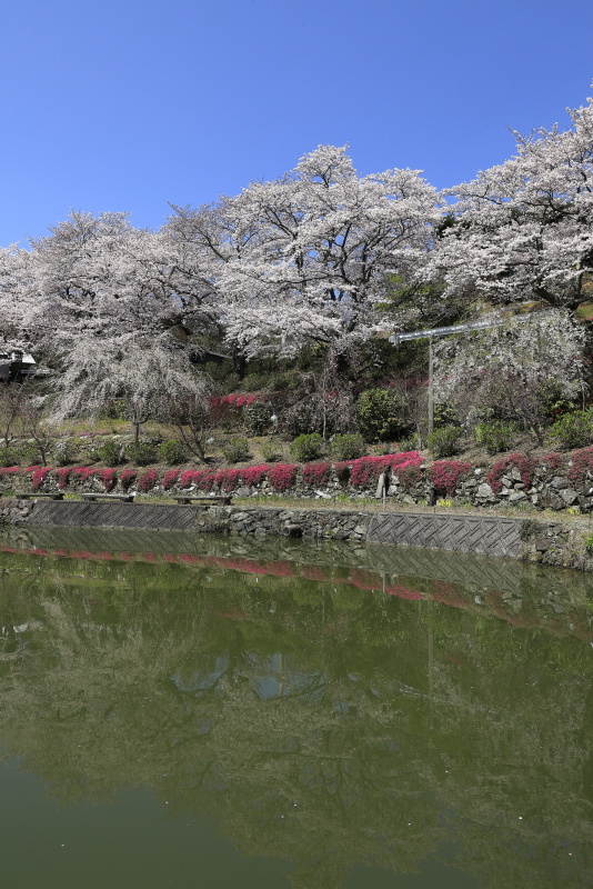 尾首の池の桜_4月(愛媛県内子町)イメージ１３