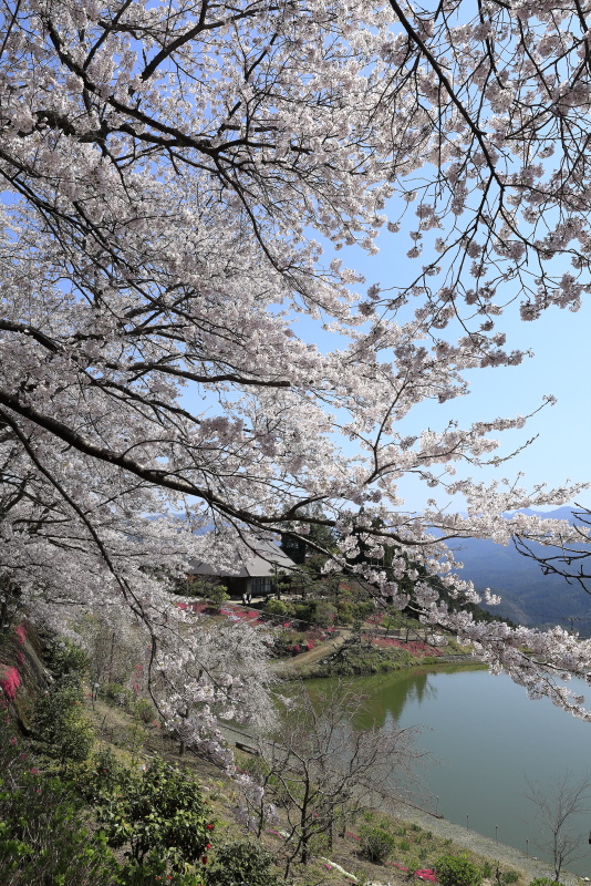 尾首の池の桜_4月(愛媛県内子町)イメージ１４