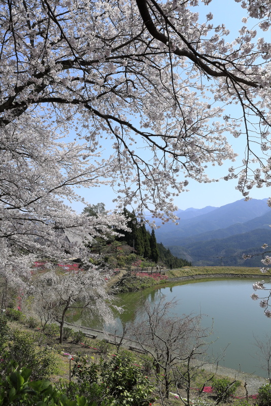 尾首の池の桜_4月(愛媛県内子町)イメージ１５