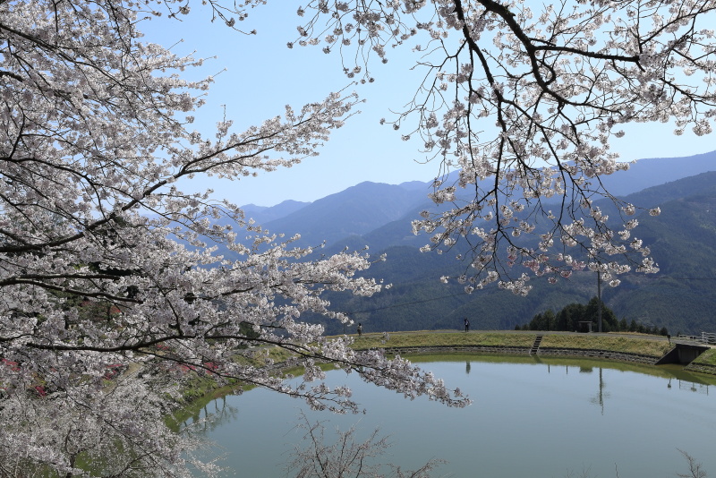 尾首の池の桜_4月(愛媛県内子町)イメージ１６