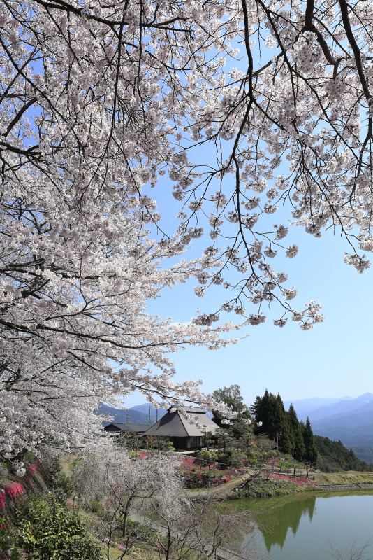 尾首の池の桜_4月(愛媛県内子町)イメージ１７