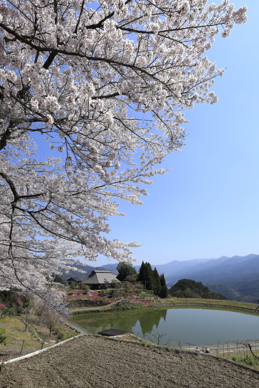 尾首の池の桜_4月(愛媛県内子町)イメージ１８
