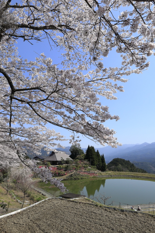 尾首の池の桜_4月(愛媛県内子町)イメージ１９