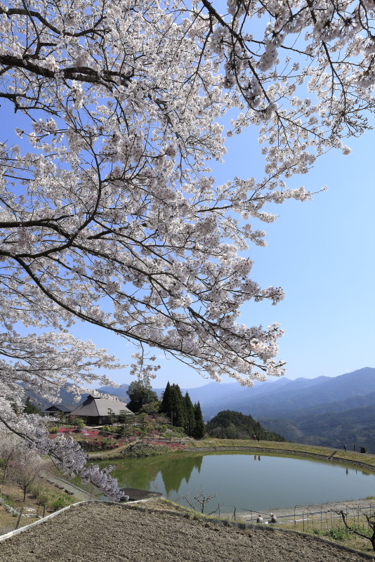 尾首の池の桜_4月(愛媛県内子町)イメージ２０