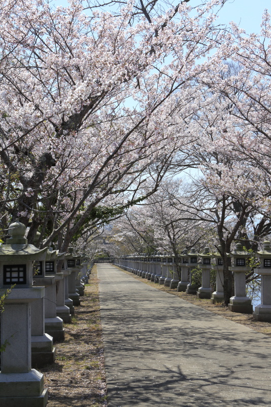 竜桜公園_4月・桜(香川県高松市)イメージ１