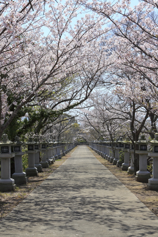 竜桜公園_4月・桜(香川県高松市)イメージ２