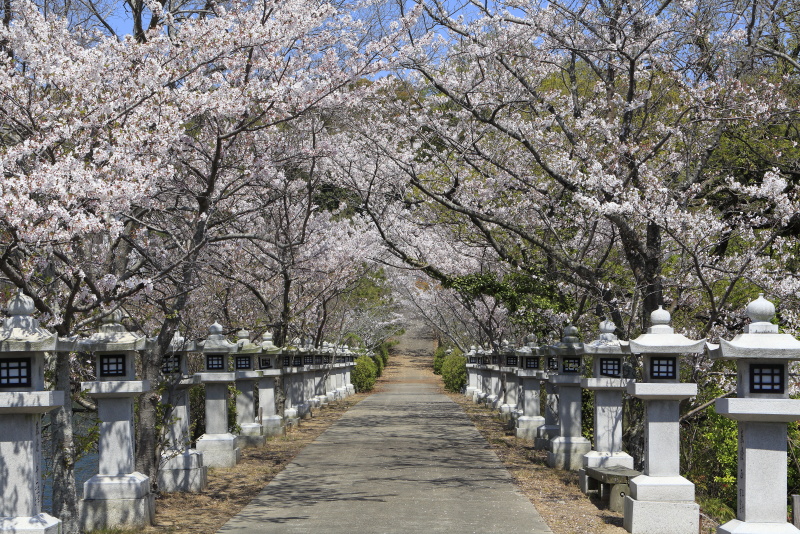 竜桜公園_4月・桜(香川県高松市)イメージ３