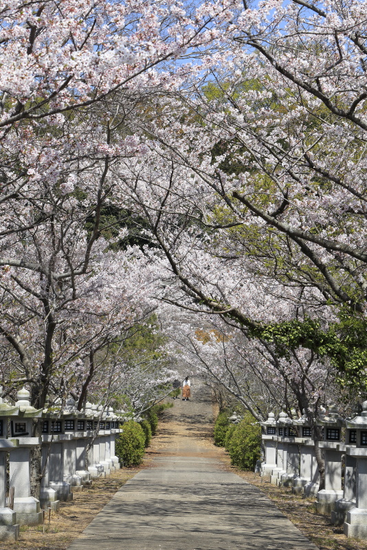 竜桜公園_4月・桜(香川県高松市)イメージ４