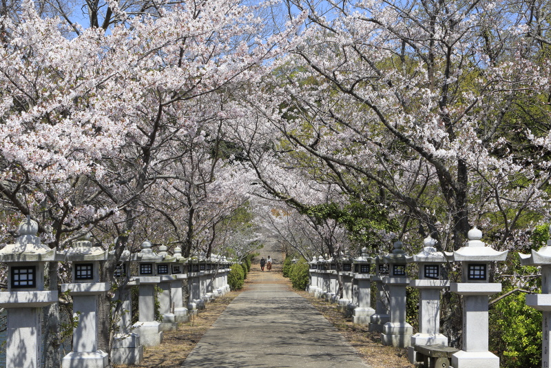 竜桜公園_4月・桜(香川県高松市)イメージ６