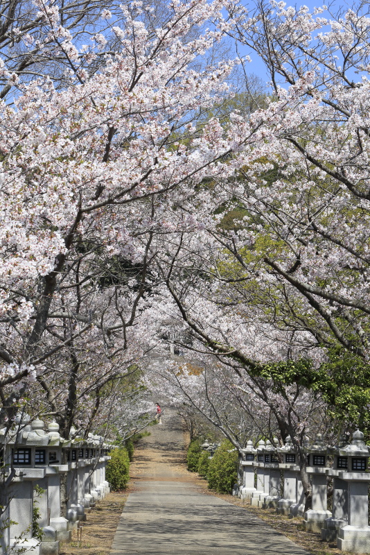 竜桜公園_4月・桜(香川県高松市)イメージ７