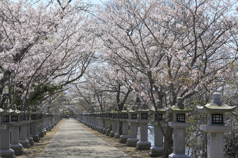 竜桜公園_4月・桜(香川県高松市)イメージ１０